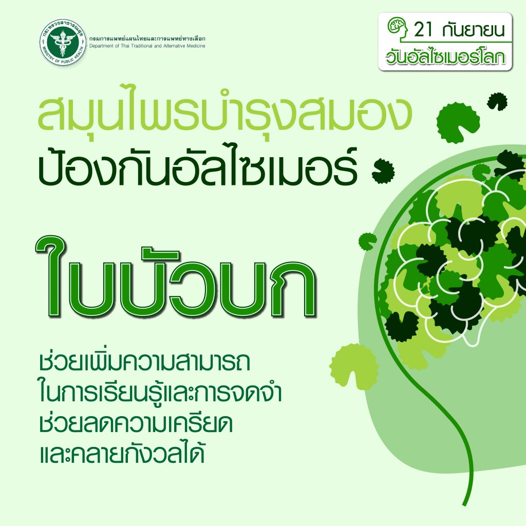 สมุนไพรบำรุงสมองป้องกันอัลไซเมอร์ ใบบัวบก