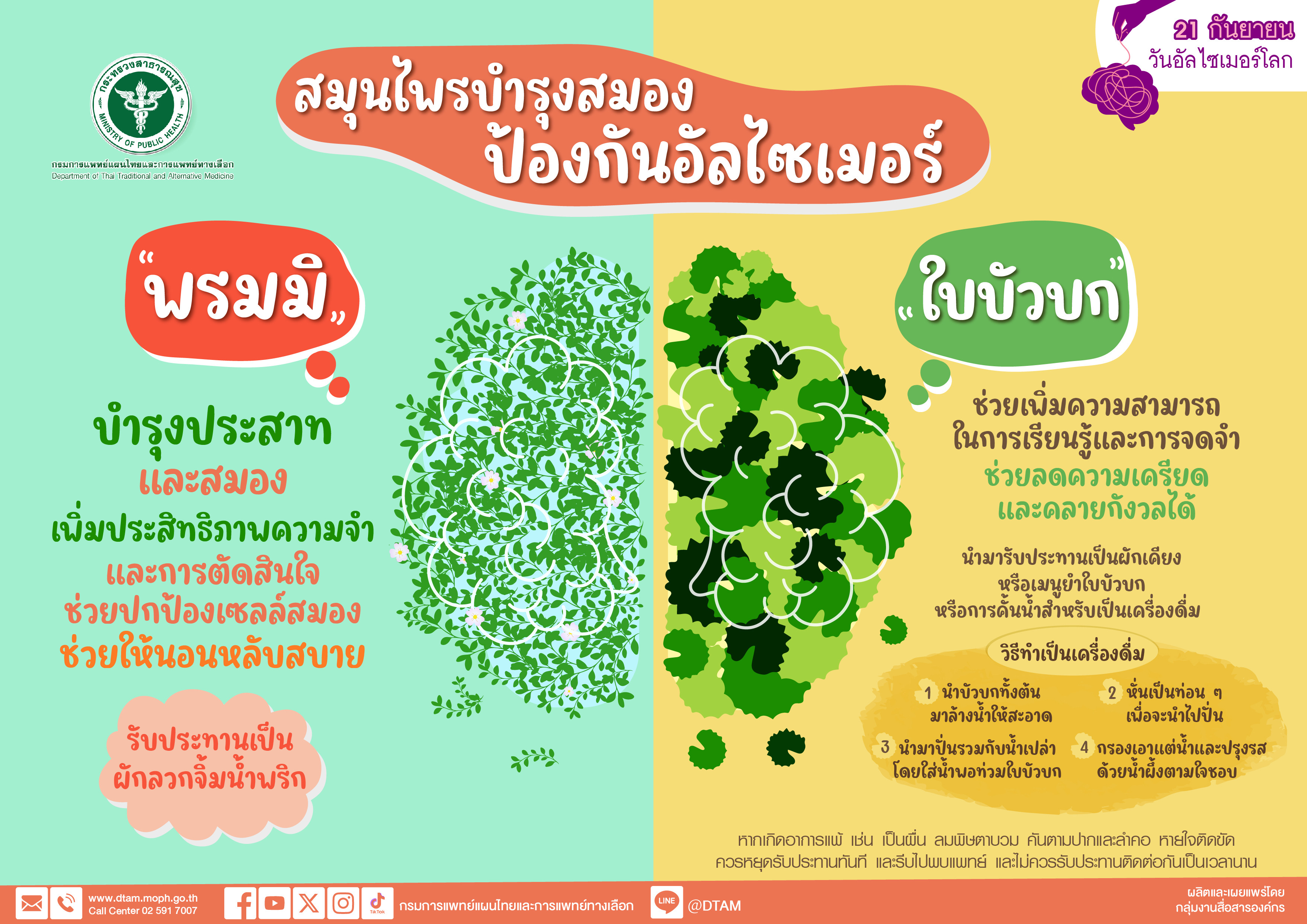 สมุนไพรบำรุงสมองป้องกันอัลไซเมอร์