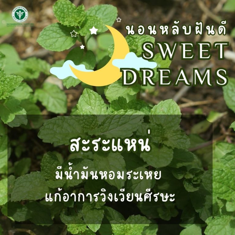 Good Night ” สะระแหน่ “