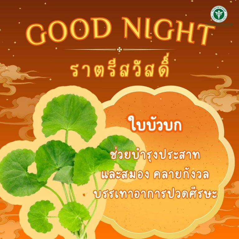 Good Night ” ใบบัวบก “