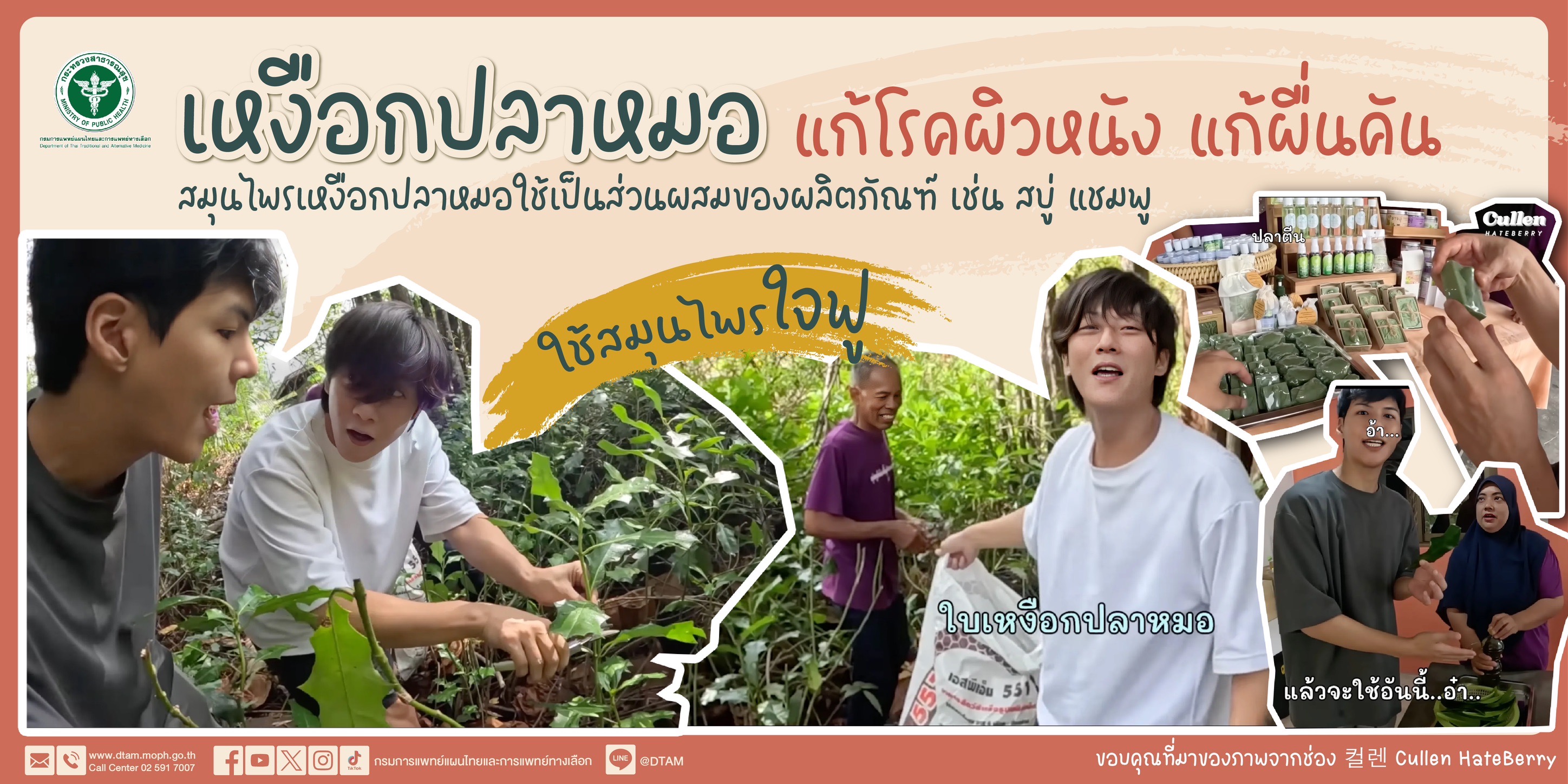 ใช้สมุนไพรใจฟู | เหงือกปลาหมอ แก้โรคผิวหนัง แก้ผื่นคัน